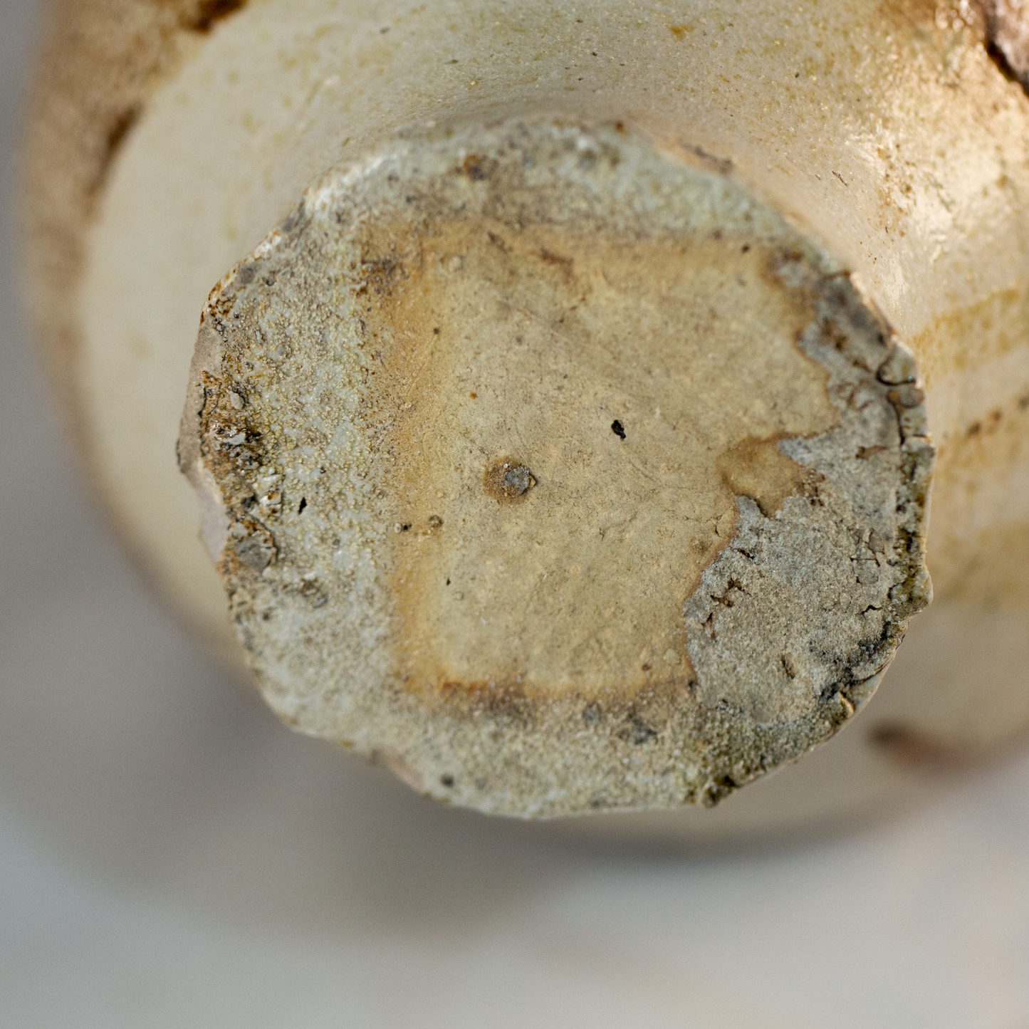 17th Century Bellarmine Bottle, Grimacing Face - Frechen